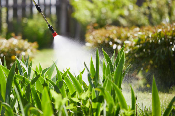 24/7 Emergency Termite Control experts in Brownsville, FL